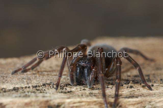 Segestriidae_4391.JPG - France, Araneae, Segestriidae, Araignée, Ségestrie florentine (Segestria florentina), Tube web spider or Cellar spider